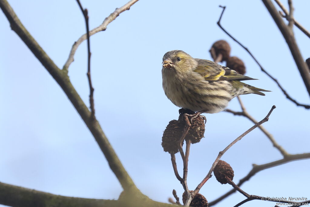 Eurasian Siskin female adult