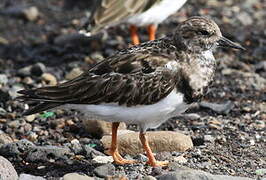 Ruddy Turnstone