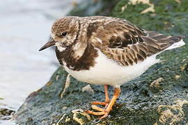 Ruddy Turnstone