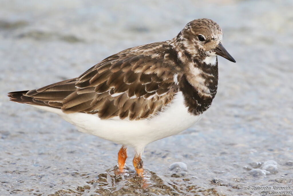 Ruddy Turnstone