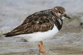 Ruddy Turnstone