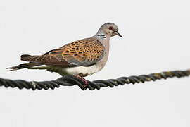 European Turtle Dove