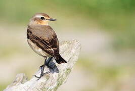 Northern Wheatear