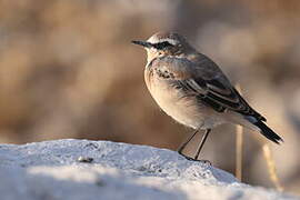 Northern Wheatear