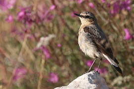 Northern Wheatear