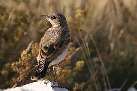 Northern Wheatear