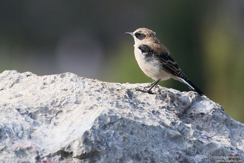 Western Black-eared Wheatear male