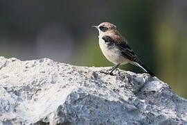 Western Black-eared Wheatear