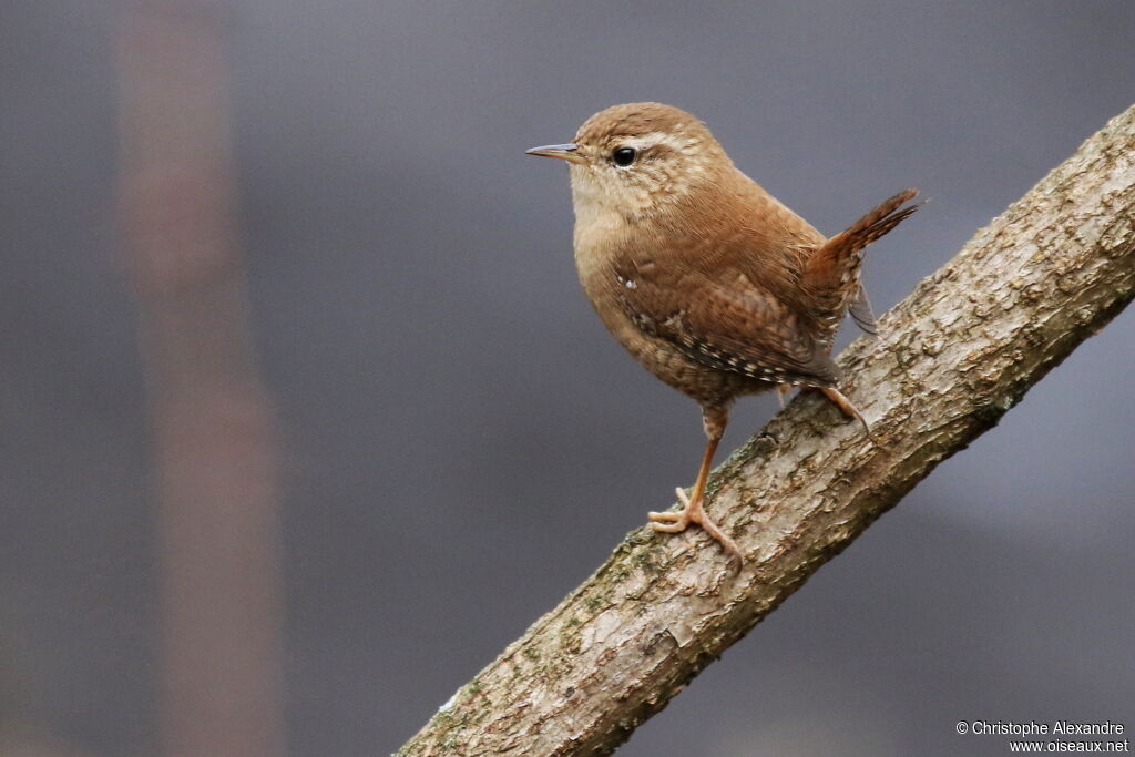 Eurasian Wrenadult