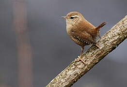 Eurasian Wren