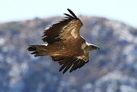 Griffon Vulture