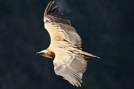 Griffon Vulture