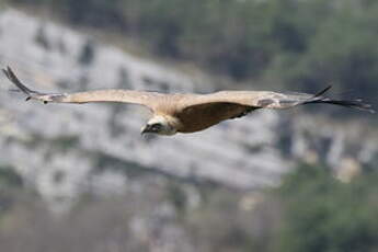 Vautour fauve