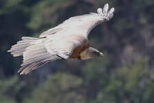 Vautour fauve