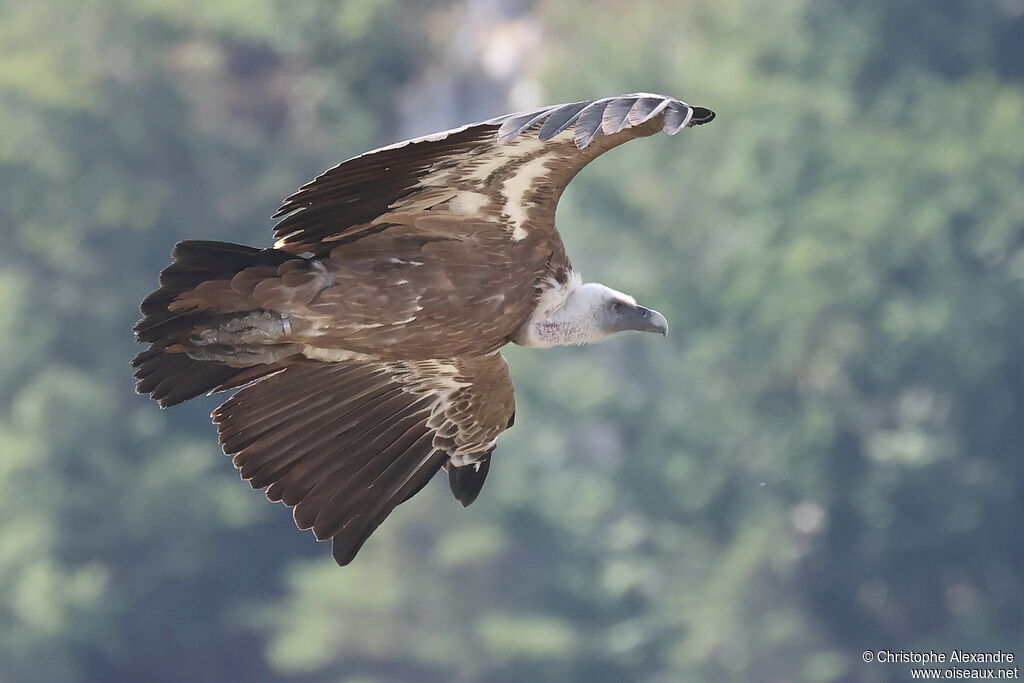 Vautour fauveadulte