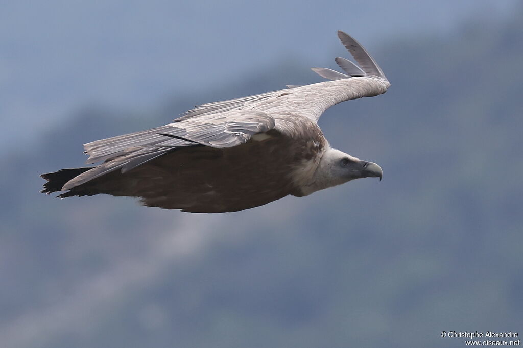 Vautour fauveadulte