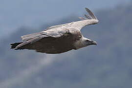 Vautour fauve