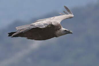 Vautour fauve