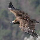Vautour moine