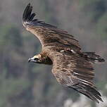 Vautour moine