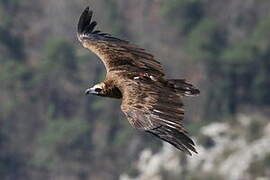 Cinereous Vulture