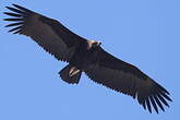 Vautour moine