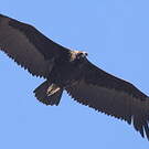 Vautour moine