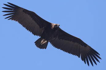 Vautour moine