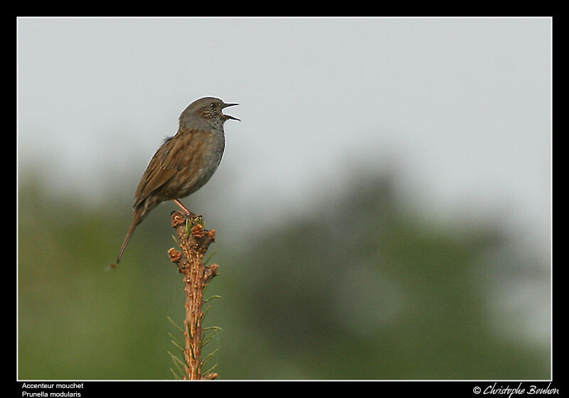 Dunnock