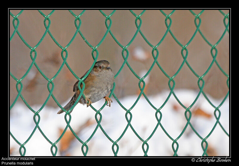 Dunnock, identification