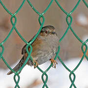 Dunnock