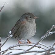 Dunnock