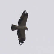 Booted Eagle