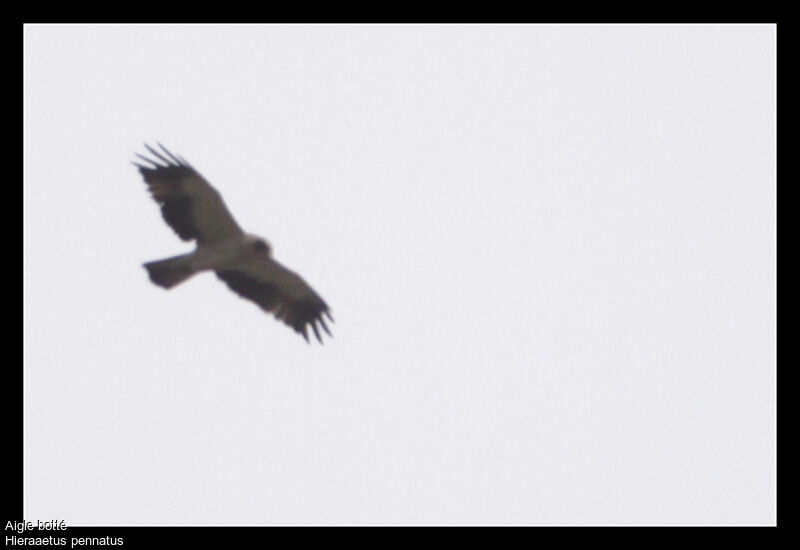 Booted Eagle, Flight