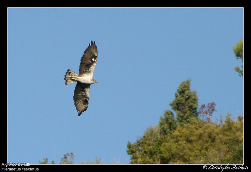 Aigle de Bonelli