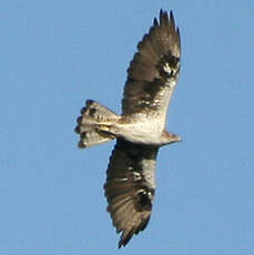 Aigle de Bonelli