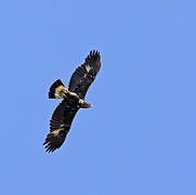 Golden Eagle