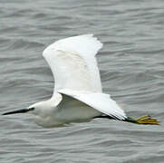 Aigrette garzette