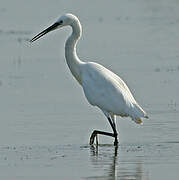 Aigrette garzette