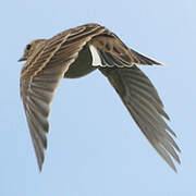 Eurasian Skylark