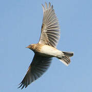 Eurasian Skylark