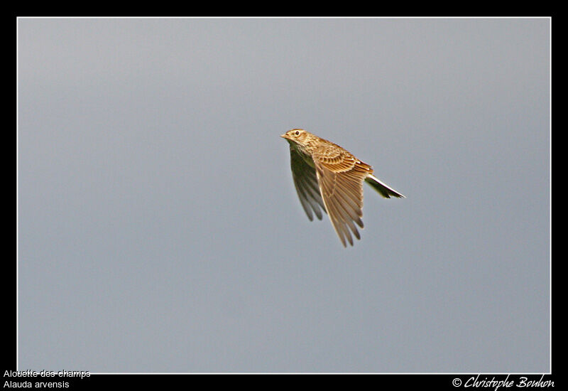 Eurasian Skylark