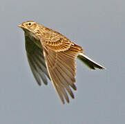 Eurasian Skylark