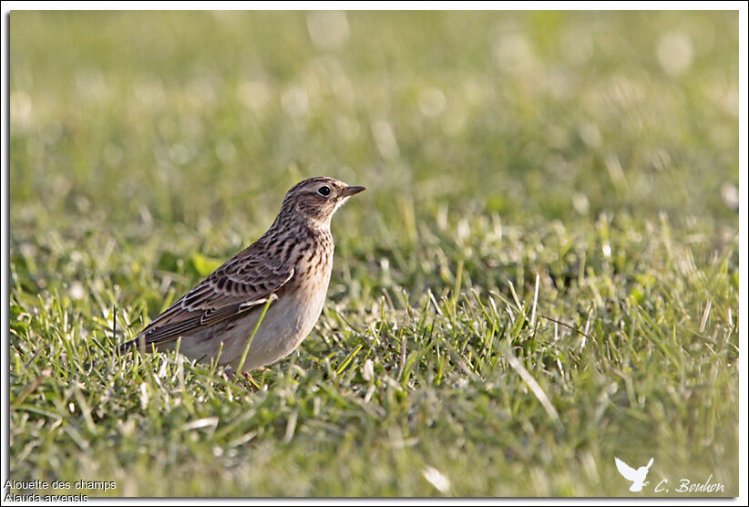 Alouette des champs, identification