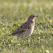 Eurasian Skylark