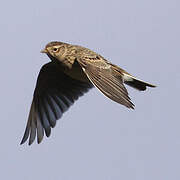 Eurasian Skylark