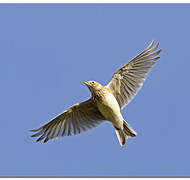 Eurasian Skylark