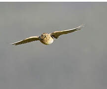 Eurasian Skylark