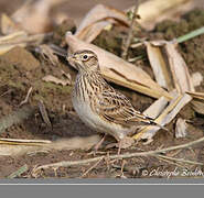 Eurasian Skylark