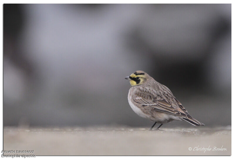 Horned Lark, identification